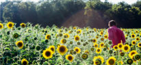 Cómo plantar girasoles paso a paso