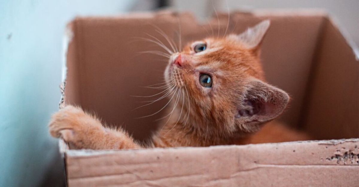 Por qué los gatos aman las cajas de cartón