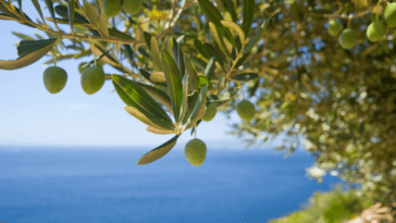 Hojas de olivo y aceitunas