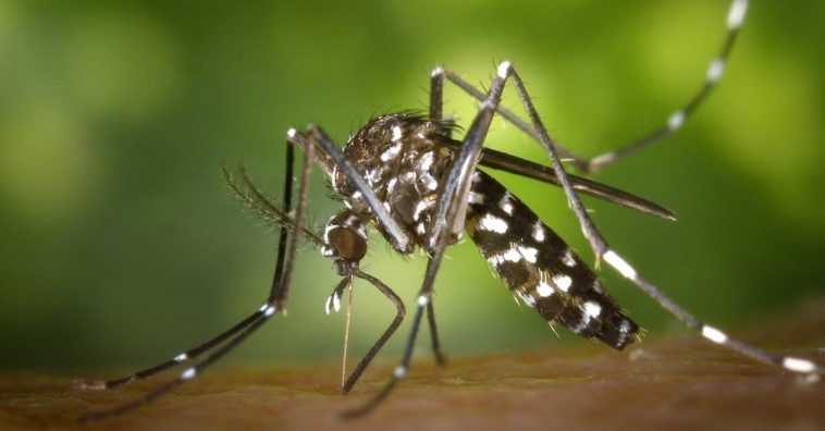 Mosquito, insecto y enfermedades