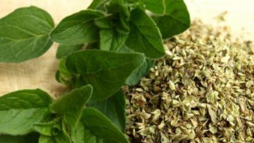 oregano-imagen