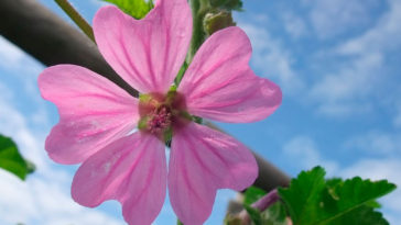 Propiedades y beneficios de la malva