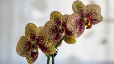 Cómo cuidar una orquídea