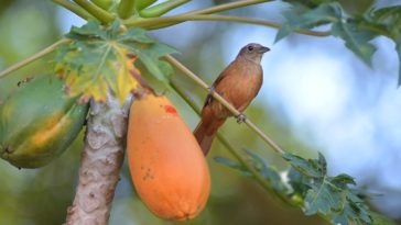 Beneficios de las hojas de papaya