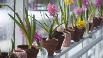 Cómo regar las plantas en vacaciones