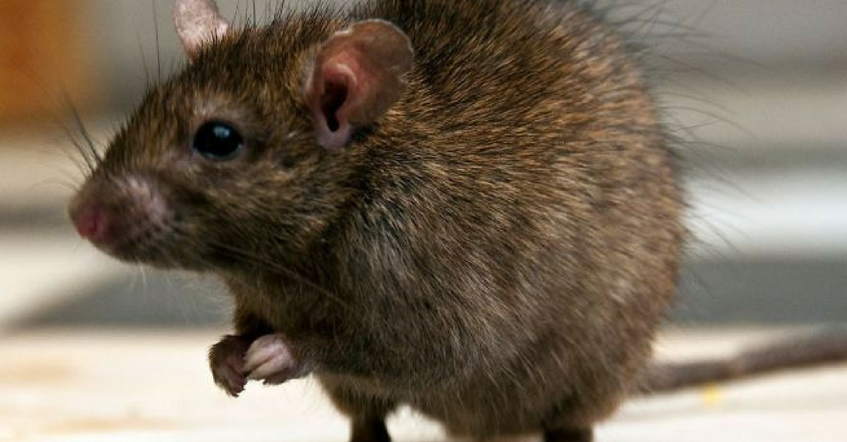 Sonar Con Ratas Una Interpretacion Para Cada Historia E Consejos