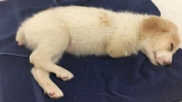 Abandonan a un perrito en la basura porque nació sin dos patitas