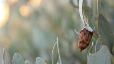 Aceite de jojoba