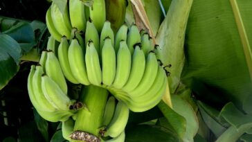 Biomasa de banana verde para la diabetes tipo 2