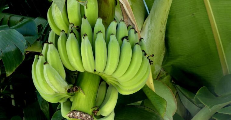 Biomasa de banana verde para la diabetes tipo 2