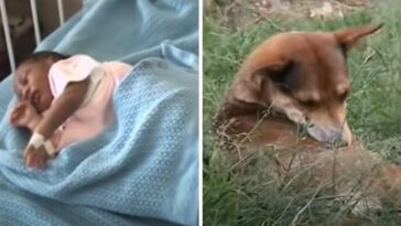 Perrita rescata a un bebé abandonado