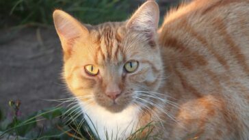 Características acerca de los gatos naranjas