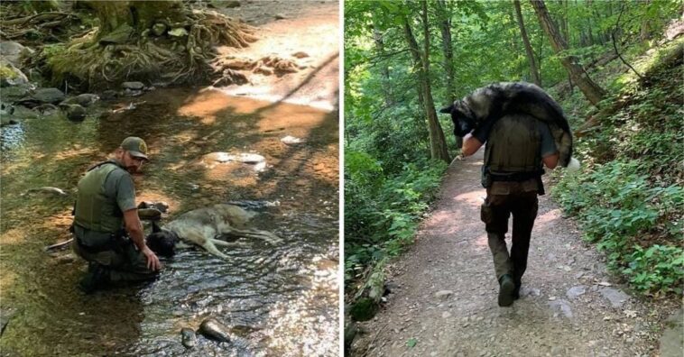 Cargó a un perro deshidratado en sus hombros hasta un arroyo y consiguió salvarlo