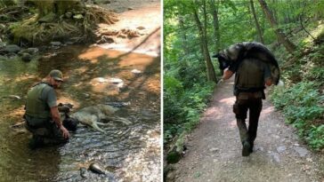 Cargó a un perro deshidratado en sus hombros hasta un arroyo y consiguió salvarlo