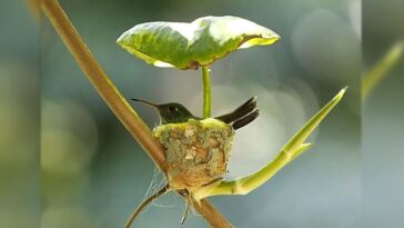 Colibrí embaraza fabrica un nido con techo para cuidar a sus futuros polluelos