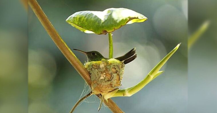 Colibrí embaraza fabrica un nido con techo para cuidar a sus futuros polluelos