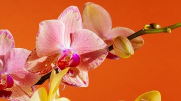 Cómo saber si la orquídea está realmente muerta