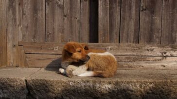 Cosas que debes saber antes de adoptar a un perro de la calle