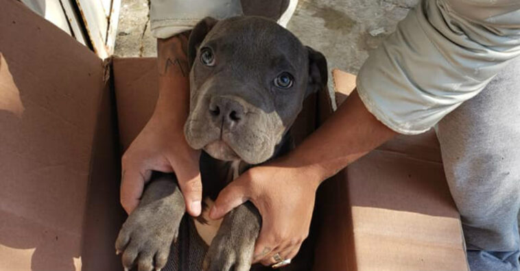 niño deja a un cachorro en un refugio con una carta emocional