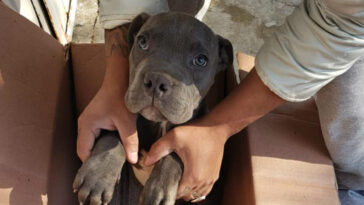 niño deja a un cachorro en un refugio con una carta emocional