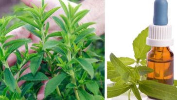 Cultivar stevia en casa