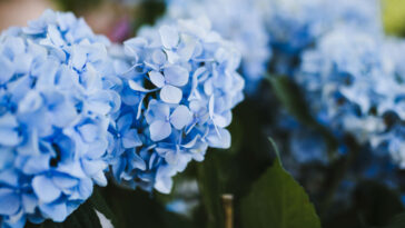 hortensias: 5 cuidados esenciales