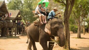 Dejan libres a 78 elefantes por falta de turistas que los monten