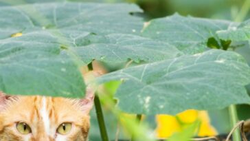 Desafío de los gatos ocultos