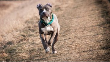 pitbulls que atacaron al ladrón