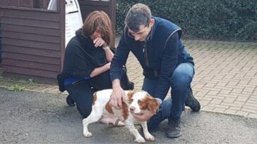 Emocionante reencuentro entre una familia y su perrita