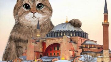 Fallece el gato más famoso de Estambul