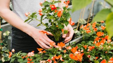 Flores fáciles de cuidar