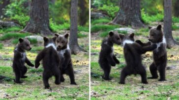 Fotografían a 3 osos bebés bailando en medio del bosque