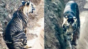 Fotografían a un tigre negro