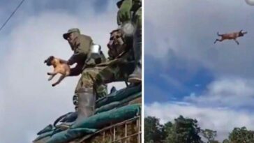 Investigan a un soldado que habría lanzado a un perro al vacío