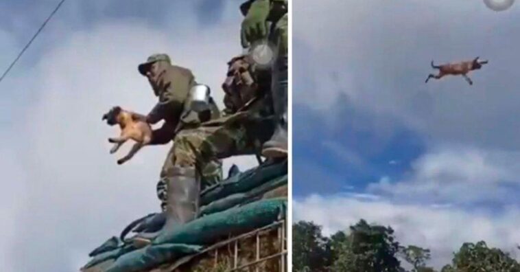 Investigan a un soldado que habría lanzado a un perro al vacío