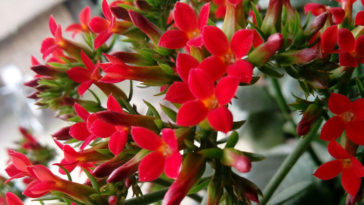 Kalanchoe