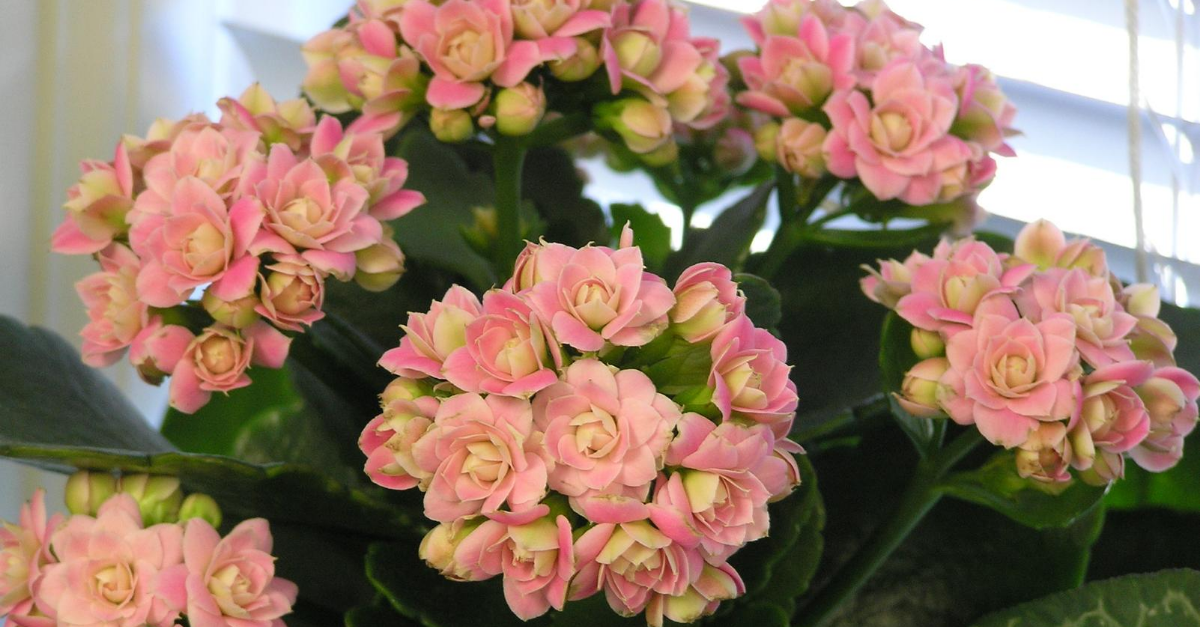 Kalanchoe: Aprende A Cultivar Esta Planta Colorida En Casa