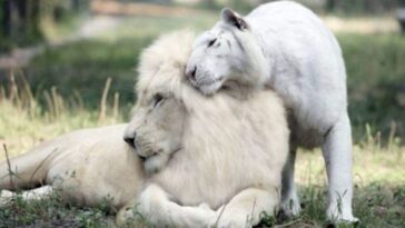 León blanco y una tigresa blanca tienen bebés