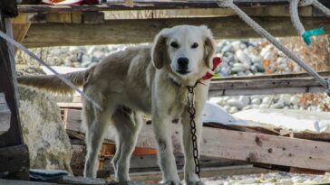 Multarán a las personas que dejen a sus mascotas bajo el sol, sin agua y sin comida