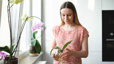 Orquídea con hojas amarillas