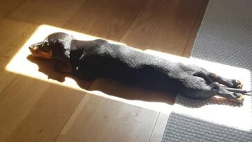 Perrita ama tanto el sol