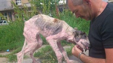 Piden en las redes que capturen a una perrita y la sacrifiquen