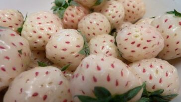 Pineberry