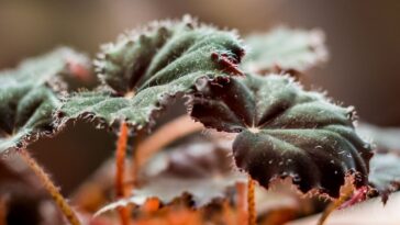 Plantas para crecer en ambientes húmedos