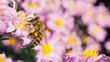 Plantas que atraen y salvan a las abejas