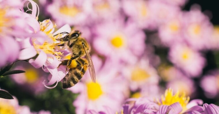 Plantas que atraen y salvan a las abejas