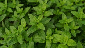 Plantas que alejan a las cucarachas de casa