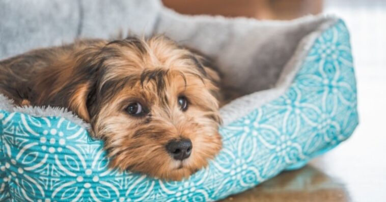 Por qué un perro no quiere comer