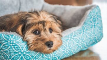 Por qué un perro no quiere comer